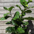 Fiddle Leaf Fig | Bush