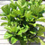 Fiddle Leaf Fig | Tree Form