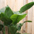 Bird of Paradise