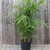 Palm | Bamboo