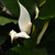 photos courtesy of NetPS Plant Finder