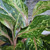 Aglaonema | Sparkling Sarah