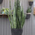 Zeylanica Snake Plant in 10" nursery pot. Photo by American Plant