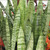 photo courtesy of NetPS Plant Finder