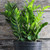 ZZ Plant