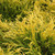 photos courtesy of NetPS Plant Finder