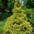 photos courtesy of NetPS Plant Finder