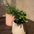 Gardenia