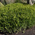 photos courtesy of NetPS Plant Finder