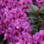 photos courtesy of NetPS Plant Finder