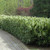 photos courtesy of NetPS Plant Finder