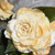 photos courtesy of NetPS Plant Finder