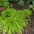 photo courtesy of NetPS Plant Finder