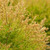Arborvitae | Fire Chief