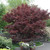 photos courtesy of NetPS Plant Finder