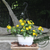 Lantana 10" | Yellow
