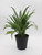 Aglaonema | Cutlass