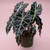 Alocasia | Polly