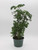 Ming Aralia