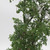 Ming Aralia