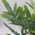 Fern | Blue Star