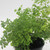 Fern | Maidenhair