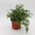Fern | Rabbit's Foot