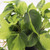 Philodendron | Brasil