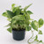 Pothos | Marble Queen