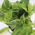 Pothos | Marble Queen