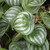 image courtesy of NetPS Plant Finder