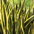 photo courtesy of NetPS Plant Finder