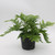 Fern | Autumn