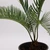 Sago Palm