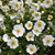 photos courtesy of NetPS Plant Finder