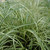 photo courtesy of NetPS Plant Finder