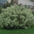 photos courtesy of NetPS Plant Finder