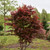photos courtesy of NetPS Plant Finder