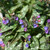 photos courtesy of NetPS Plant Finder