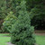 photo courtesy of NetPS Plant Finder