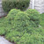 photo courtesy of NetPS Plant Finder