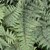 photo courtesy of NetPS Plant Finder