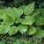 photo courtesy of NetPS Plant Finder