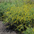 photo courtesy of NetPS Plant Finder