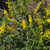 photo courtesy of NetPS Plant Finder
