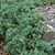 photo courtesy of NetPS Plant Finder