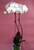 Phalaenopsis Orchid | Double Stem | White