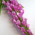 Foxglove Stem | Fuchsia