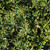 images courtesy of NetPS Plant Finder