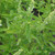 Sweet Italian Basil. -photos courtesy of NetPS Plant Finder